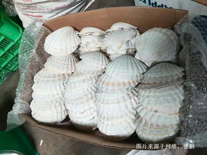 印尼日月貝貝殼進口清關(guān)流程