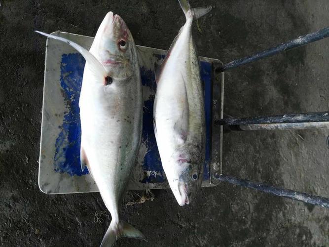 越南冷凍魚進(jìn)口報關(guān)流程